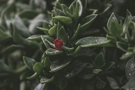 Close-Up Photography of Succulent Plant thumbnail