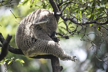 koala on tree thumbnail