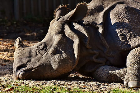 Rhinoceros lying on green grass thumbnail