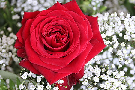 focus photo of red rose thumbnail