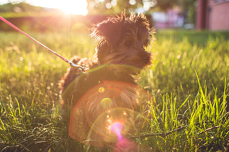 Little Yorkshire Terrier in Grass thumbnail