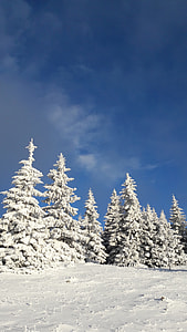 Snowy Trees, Winter Fun thumbnail