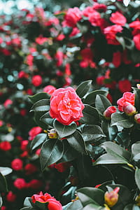 closeup photography of red petaled flower thumbnail