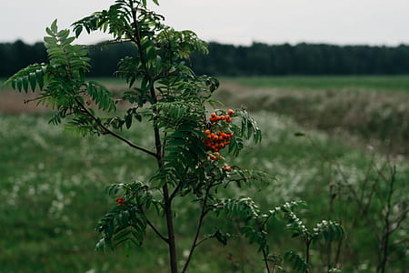 Selective Focus Photograph of Red Cherries thumbnail