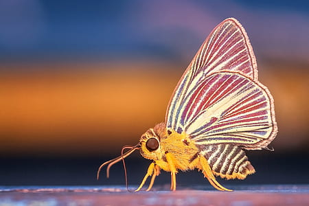 yellow and white moth in closeup photography thumbnail