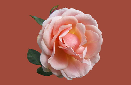 close up photography of pink rose in bloom thumbnail