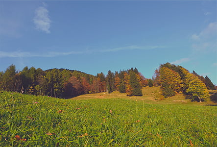 green grass field and pine tree thumbnail