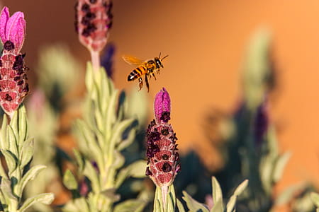 Brown Honeybee Flying on Pink Flower thumbnail