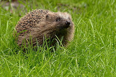 brown hedgehog on green grass thumbnail