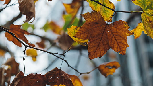 selective focus of tree leaves thumbnail