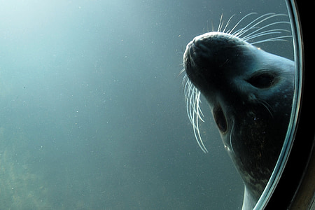 seal in body of water thumbnail