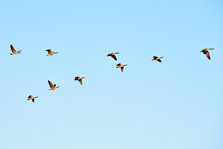 flock of Canadian geese flying during daytime thumbnail