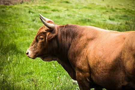 brown cattle on green grass thumbnail