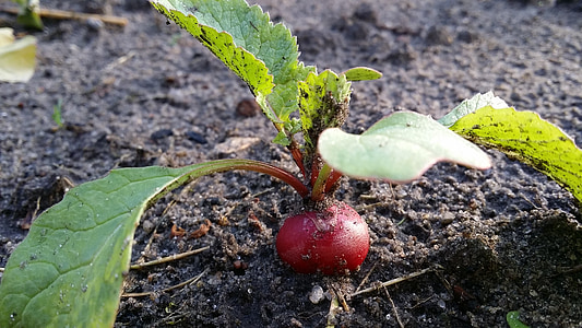 selective focus photography of red vegetable thumbnail