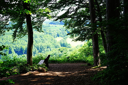 landscape photography of green leafed trees thumbnail
