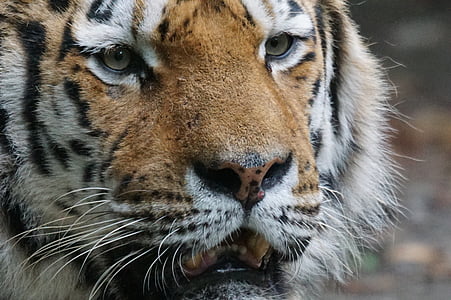 brown and white tiger thumbnail