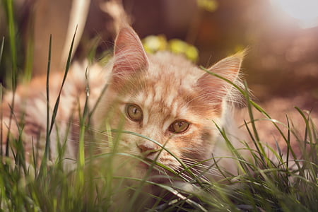 brown tabby cat selective-focus photography thumbnail