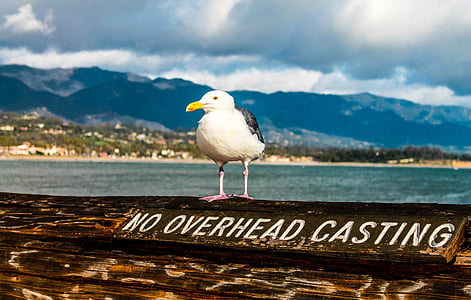 white and black bird perching on brown wooden surface near body of water during daytime thumbnail