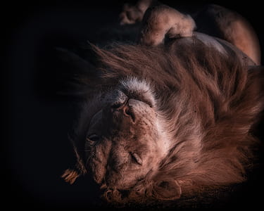 lying lion wallpaper thumbnail