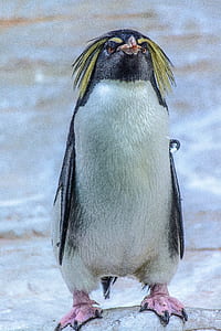 white penguin thumbnail