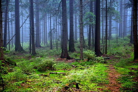 green trees during dawn time thumbnail