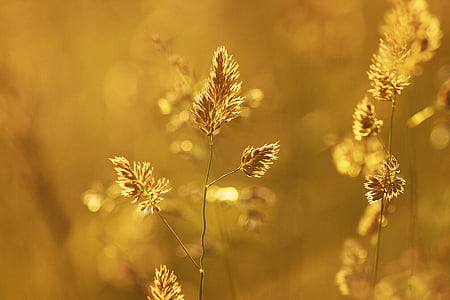 brown leaf plants thumbnail