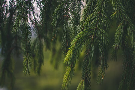 green leaf tree selective focus photography thumbnail
