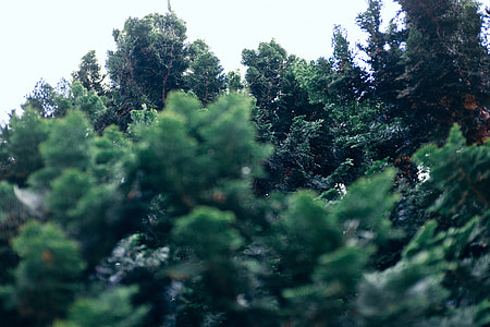 Fir-needle thumbnail