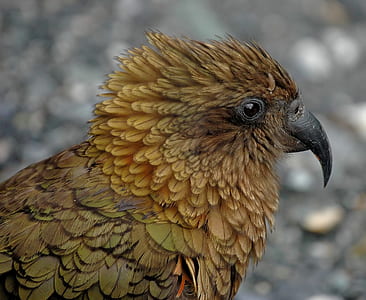 brown bird thumbnail