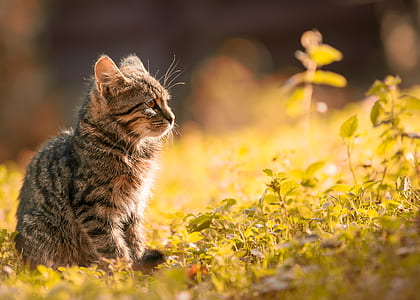 Tabby Kitten Sitting on the Grass thumbnail