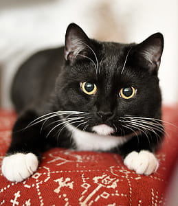selective focus photography of tuxedo cat thumbnail