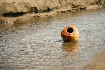 brown coconut nut shell on body of water thumbnail