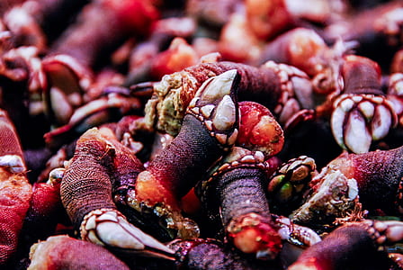 claws, seafood, barnacle, red thumbnail