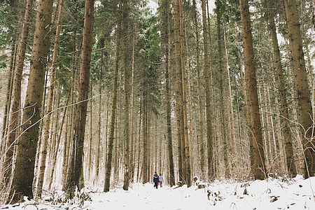 two person walking in forest thumbnail