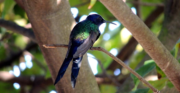 green and blue bird perching on twig thumbnail