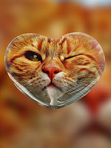 heart-shaped orange tabby cat glass decor thumbnail
