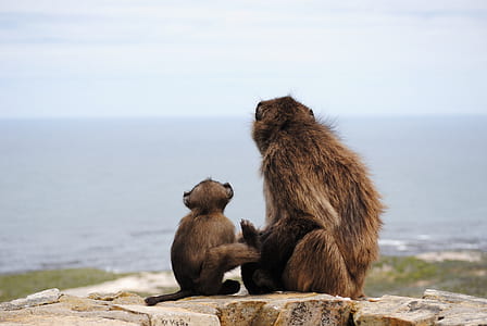 two brown monkeys sitting on brown concrete pavement thumbnail