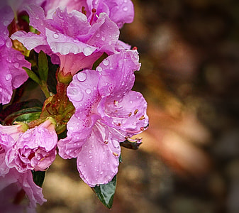 Purple Azaleas, Spring Flowers Shrub thumbnail