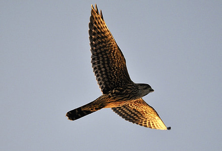 low angle photography of brown hawk thumbnail