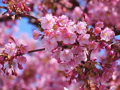 closeup photo of cherry blossom flower thumbnail