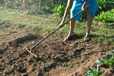 A woman raking the soil in the garden with gardening hand tool thumbnail