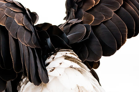 brown and white feathered bird photo thumbnail