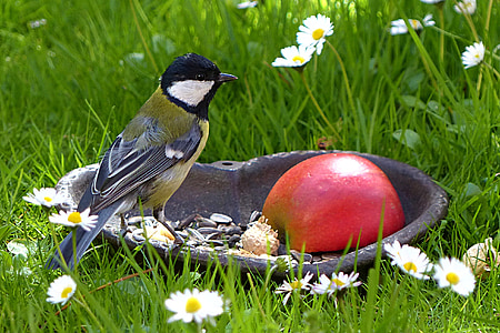 green-backed tit bird perching on brown concrete bird bath thumbnail