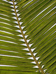 closeup photography of green palm leaf thumbnail