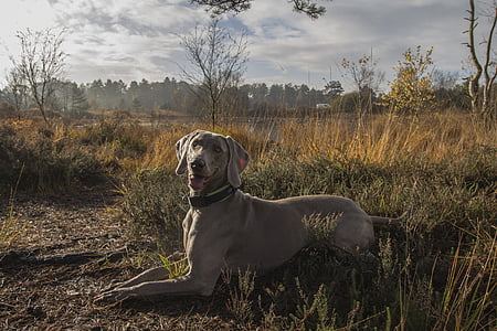 adult Weimaraner lying on green grass thumbnail