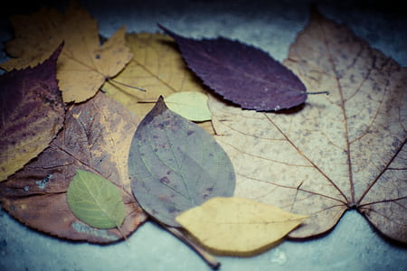 nature, texture, blur, leaves thumbnail