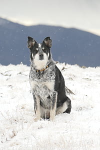 black and white Australian cattle dog sitting on snowfield during daytime close-up photo thumbnail