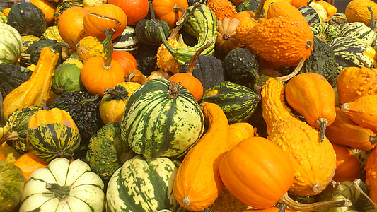 pumpkin lot thumbnail