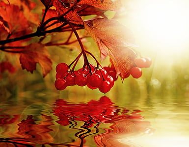 orange maple leaf on top of body of water thumbnail