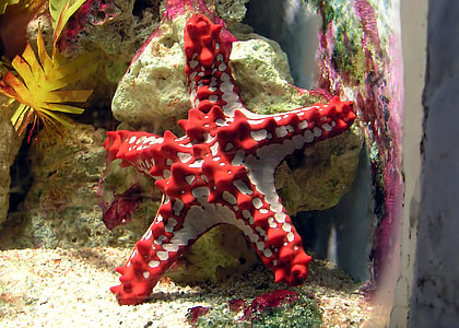 Red-knobbed starfish, a member of Valvatida thumbnail